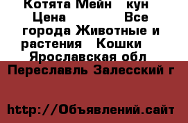 Котята Мейн - кун › Цена ­ 19 000 - Все города Животные и растения » Кошки   . Ярославская обл.,Переславль-Залесский г.